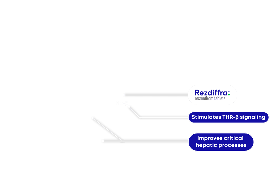 Rezdiffra selectively stimulates THR-β in the liver