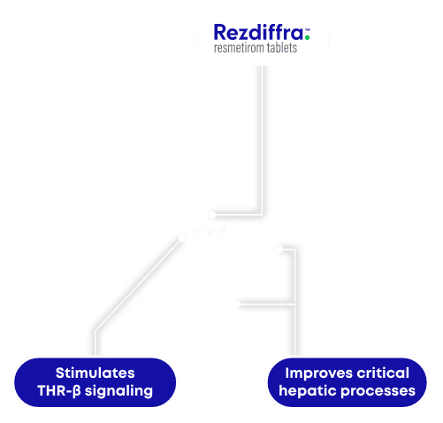 Rezdiffra selectively stimulates THR-β in the liver